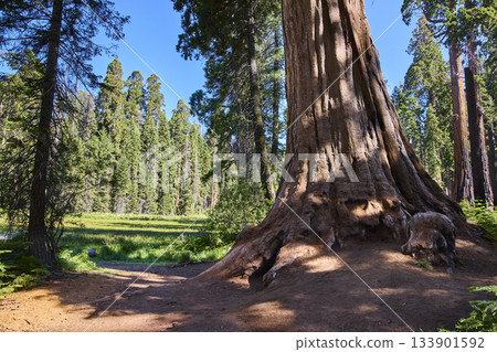 Giant Sequoia Trunk and Lush Meadow in Sunlit Forest Landscape Giant Sequoia Trunk and Lush Meadow in Sunlit Forest Landscape 133901592
