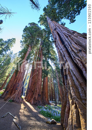 Sequoia Trees Sunburst and Forest Trail Perspective in California Sequoia Trees Sunburst and Forest Trail Perspective in California 133901593