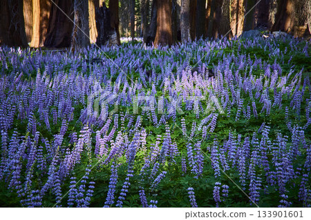 Purple Wildflowers Bloom in Sunlit Meadow Among Giant Trees in Forest 133901601