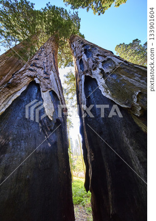 Low Angle Majestic Sequoia Trees Sunlight and Textured Bark in Lush Forest Low Angle Majestic Sequoia Trees Sunlight and Textured Bark in Lush Forest 133901604