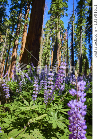 Purple Wildflowers and Sequoia Trees in Sunlit Forest Meadow California Purple Wildflowers and Sequoia Trees in Sunlit Forest Meadow California 133901611