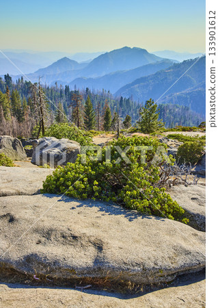 Granite Outcrop and Green Shrubs Overlooking Forested Mountains in Sequoia National Park Granite Outcrop and Green Shrubs Overlooking Forested Mountains in Sequoia National Park 133901612
