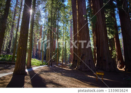 Sequoia Trees Sunburst on Congress Trail with The House Sign in California Forest 133901624