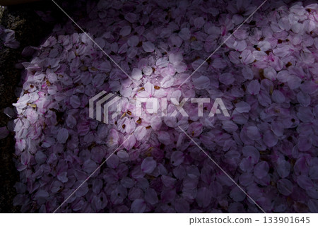 Someiyoshino cherry blossom petals are floating on the water. Someiyoshino cherry blossom petals are floating on the water. 133901645