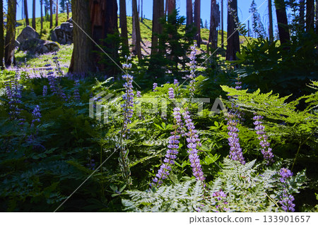 Purple Wildflowers and Ferns Bloom in Forest Meadow Sunlight 133901657