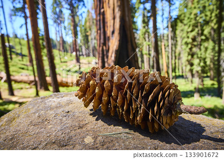 Pinecone on Rock in Sunlit Forest with Tall Trees and Green Meadow Pinecone on Rock in Sunlit Forest with Tall Trees and Green Meadow 133901672