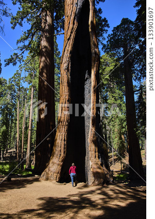 Giant Sequoia Tree Hollow with Tourist on Congress Trail in Sequoia National Park Giant Sequoia Tree Hollow with Tourist on Congress Trail in Sequoia National Park 133901697