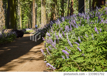 Forest Trail with Purple Wildflowers and Sunlight Among Tall Trees 133901702