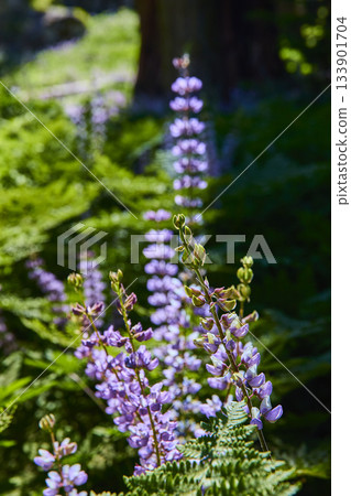 Purple Wildflowers in Sunlit Meadow with Ferns and Lush Greenery Purple Wildflowers in Sunlit Meadow with Ferns and Lush Greenery 133901704