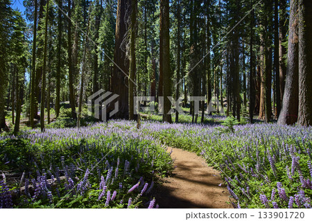 Sequoia Forest Trail with Purple Wildflowers and Sunlit Meadow in California 133901720