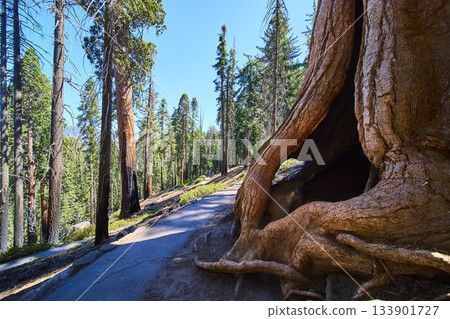 Sequoia Tree Trunk Forest Path and Sunlit Trail in California Woodland Sequoia Tree Trunk Forest Path and Sunlit Trail in California Woodland 133901727