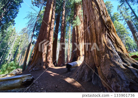 Giant Sequoia Trees Towering Above Forest Path in Sunlight California Giant Sequoia Trees Towering Above Forest Path in Sunlight California 133901736
