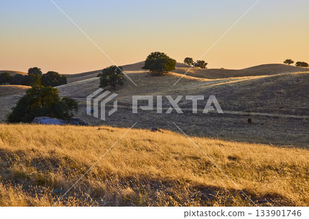 Golden California Hills with Oak Trees and Cattle at Sunset Rural Landscape Golden California Hills with Oak Trees and Cattle at Sunset Rural Landscape 133901746
