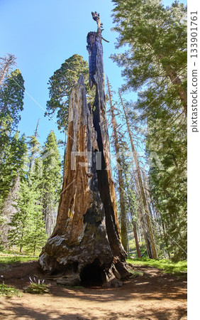 Giant Burned Sequoia Tree and Lush Forest in Bright Sunlight California Giant Burned Sequoia Tree and Lush Forest in Bright Sunlight California 133901761