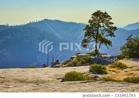 Lone Pine Tree on Beetle Rock Overlook with Mountain Forest View Lone Pine Tree on Beetle Rock Overlook with Mountain Forest View 133901763