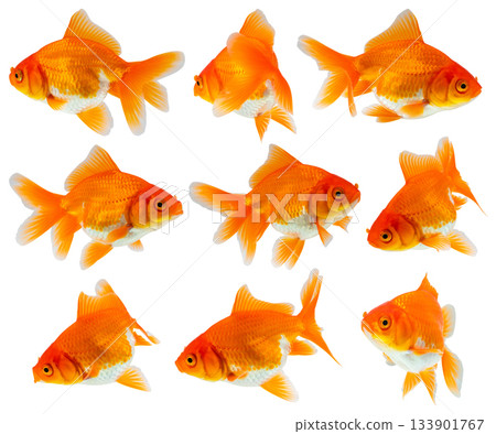 Oranda goldfish set isolated on white background close up Oranda goldfish set isolated on white background close up 133901767
