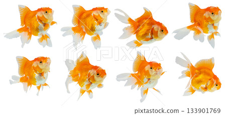 Oranda goldfish set isolated on white background close up Oranda goldfish set isolated on white background close up 133901769