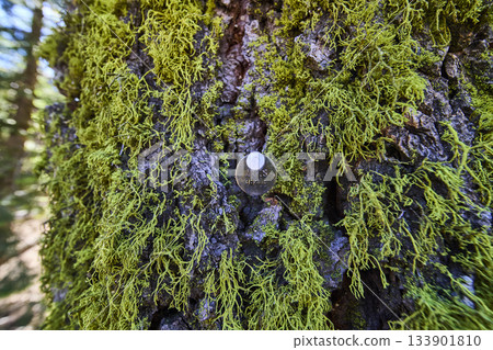 Tree Bark Moss and Forestry Tag Close Up Natural Texture and Conservation Tree Bark Moss and Forestry Tag Close Up Natural Texture and Conservation 133901810