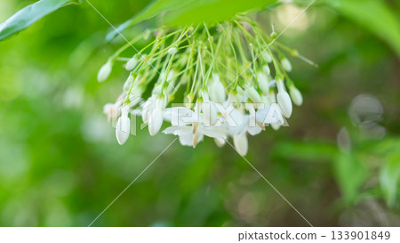 beautiful white flower on tree in the garden beautiful white flower on tree in the garden 133901849