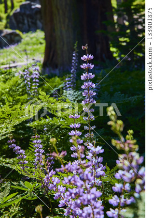 Purple Wildflowers and Ferns in Sunlit Meadow with Tree Trunk in Forest Purple Wildflowers and Ferns in Sunlit Meadow with Tree Trunk in Forest 133901875