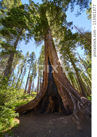 Giant Sequoia Tree Sunburst and Forest Canopy in Lush California Woodland Giant Sequoia Tree Sunburst and Forest Canopy in Lush California Woodland 133901877