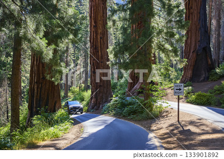 Sequoia National Park Road Car Driving Among Four Guardians Giant Trees Sequoia National Park Road Car Driving Among Four Guardians Giant Trees 133901892