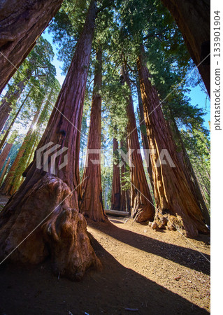 Majestic Giant Sequoia Trees Sunburst and Forest Floor Perspective California 133901904