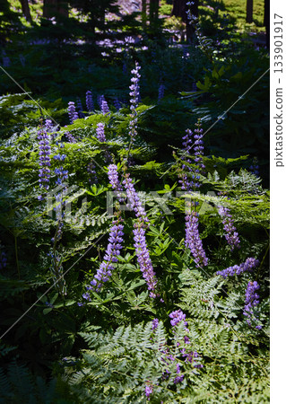 Purple Wildflowers and Ferns in Sunlit Forest Meadow Purple Wildflowers and Ferns in Sunlit Forest Meadow 133901917