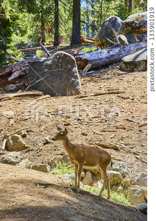 Deer in Sunlit Forest with Boulders and Fallen Logs Sequoia National Park Wildlife Deer in Sunlit Forest with Boulders and Fallen Logs Sequoia National Park Wildlife 133901919