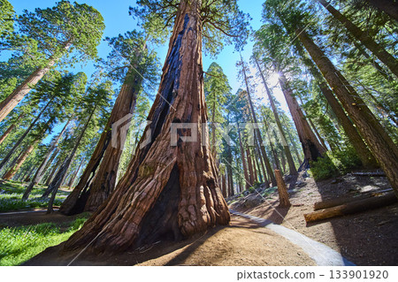 Giant Sequoia Trees Sunburst and Trail in Lush Forest California Giant Sequoia Trees Sunburst and Trail in Lush Forest California 133901920
