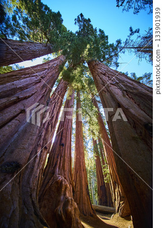 Majestic Giant Sequoia Trees Towering Upward in Sunlit Forest California Majestic Giant Sequoia Trees Towering Upward in Sunlit Forest California 133901939