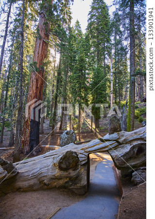 Tree Tunnel Log on Congress Trail in Sequoia National Park California Forest Tree Tunnel Log on Congress Trail in Sequoia National Park California Forest 133901941