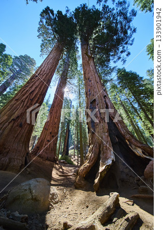 Giant Sequoia Trees Congress Trail Sunburst and Forest Floor Perspective Giant Sequoia Trees Congress Trail Sunburst and Forest Floor Perspective 133901942