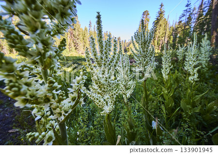 Wildflower Bloom in Lush Meadow with Forest Trees and Summer Sunlight 133901945