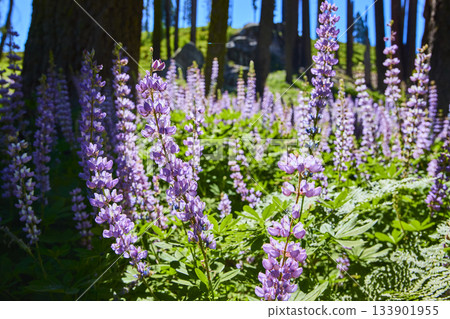 Purple Wildflowers Bloom in Sunlit Forest Meadow with Tall Trees and Lush Greenery Purple Wildflowers Bloom in Sunlit Forest Meadow with Tall Trees and Lush Greenery 133901955