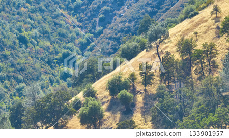 Aerial Sunlit Grassy Hillside and Lush Forest in California Wilderness Aerial Sunlit Grassy Hillside and Lush Forest in California Wilderness 133901957