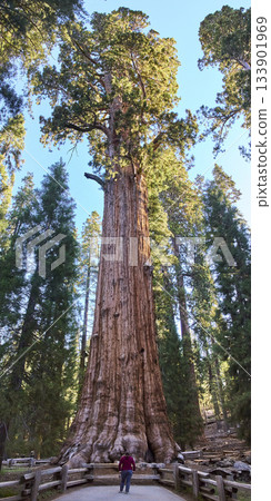 General Sherman Tree in Sequoia National Park with Tourist on Congress Trail California General Sherman Tree in Sequoia National Park with Tourist on Congress Trail California 133901969