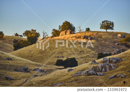 Golden California Hills with Oak Trees and Boulders at Sunset 133901972