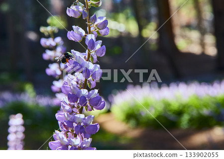 Bee Pollinating Purple Wildflower in Sunlit Meadow with Soft Forest Background 133902055