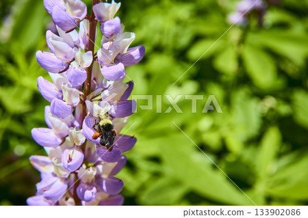 Bee on Vibrant Purple Wildflower in Sunlit Meadow with Green Foliage Background Bee on Vibrant Purple Wildflower in Sunlit Meadow with Green Foliage Background 133902086