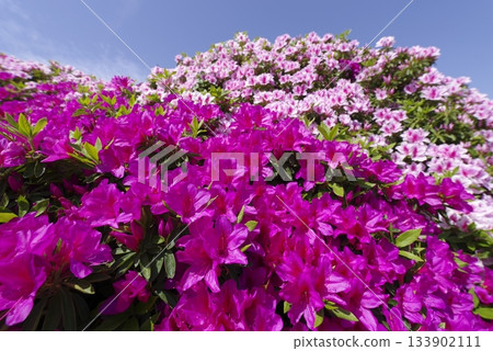 Azalea Pink Pink azalea flowers are in bloom. The scientific name is Rhododendron. Azalea Pink Pink azalea flowers are in bloom. The scientific name is Rhododendron. 133902111