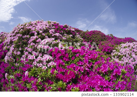Azalea Pink Pink azalea flowers are in bloom. The scientific name is Rhododendron. 133902114