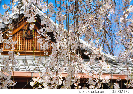 京都本滿寺的垂枝櫻花（京都府京都市上京區） 133902122