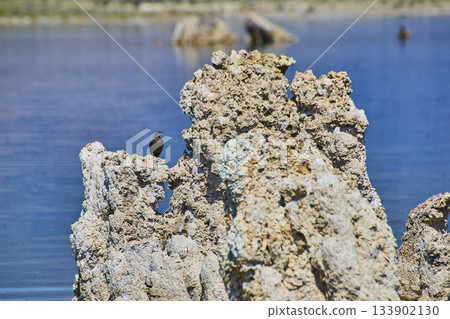 Mono Lake Tufa Formation With Bird and Blue Water Surface California Nature Scene Mono Lake Tufa Formation With Bird and Blue Water Surface California Nature Scene 133902130