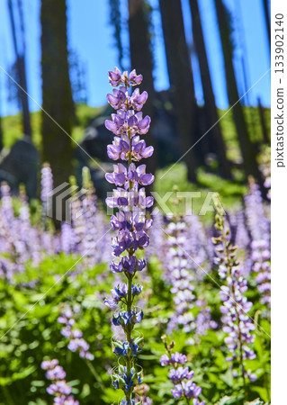 Purple Wildflower Bloom in Sunlit Meadow with Tall Trees and Lush Greenery Purple Wildflower Bloom in Sunlit Meadow with Tall Trees and Lush Greenery 133902140