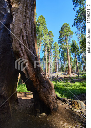 Sequoia Tree Arch Sunlit Forest and Towering Trunks on Congress Trail California 133902142