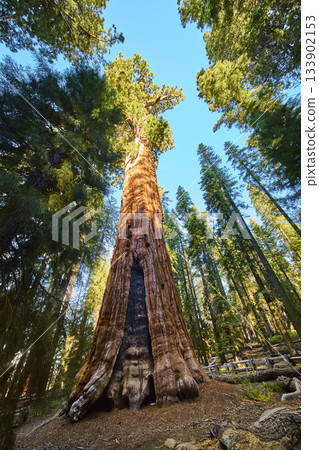 General Sherman Giant Sequoia on Congress Trail in Sequoia National Park California 133902153