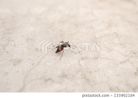 Aedes aegypti mosquitoes on concrete floor 133902184