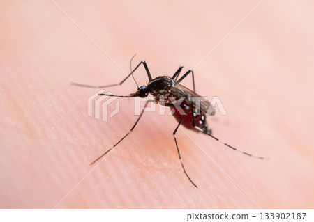 Aedes aegypti mosquitoes on human hand 133902187