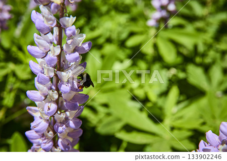 Purple Wildflower With Bee Pollinating in Sunlit Meadow Macro Nature Close Up Purple Wildflower With Bee Pollinating in Sunlit Meadow Macro Nature Close Up 133902246